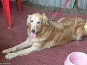 Mannuthy-Thrissur-Dog-Show-2011 (12)